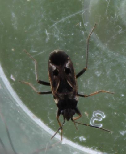 Rhyparochromus vulgaris